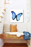 Obraz Modrý Motýľ na zrkadle Mirrora 15 - 50x50 cm