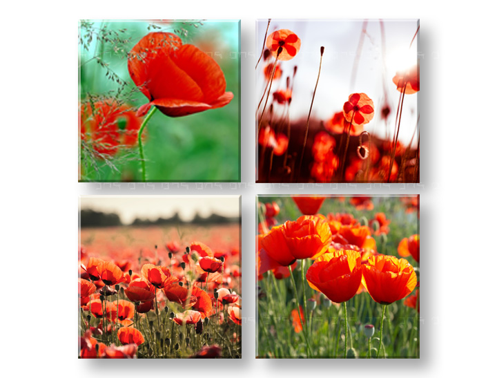 Obraz na stenu Meadow of poppy poppies 